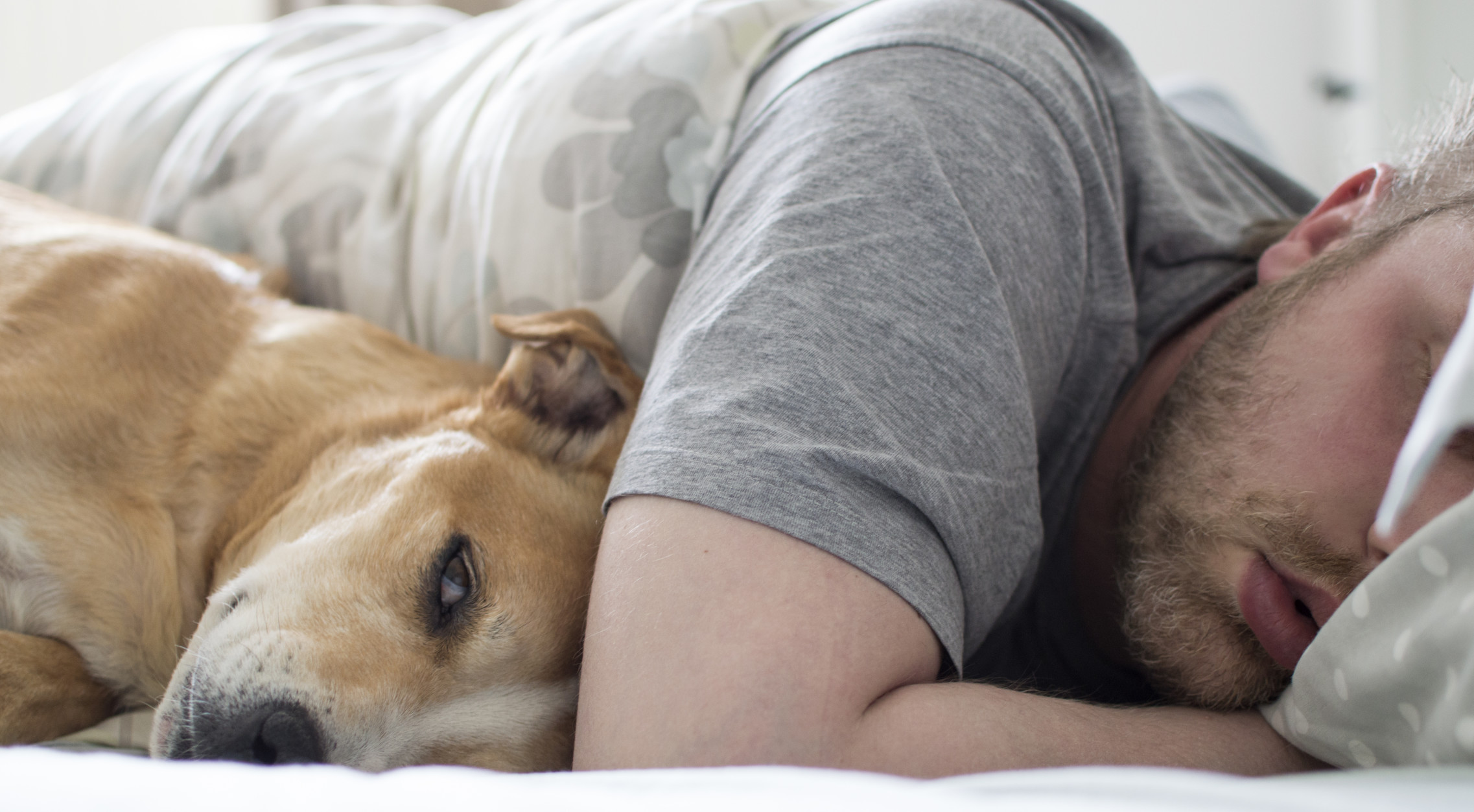 stock-photo-dog-pets-sleeping-pet-tired-person-sleep-stress-overwhelmed.jpg