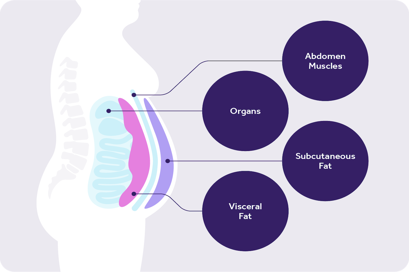 Visceral Fat Female.png